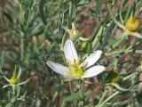 Peganum harmala