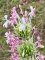 Morina persica var. persica