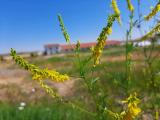 Melilotus officinalis
