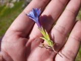 Gentiana pyrenaica