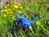 Gentiana verna subsp. pontica