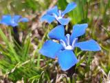 Gentiana verna subsp. pontica