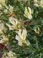 Astragalus angustifolius