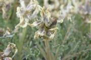 Astragalus angustifolius