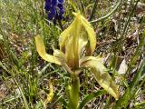 Iris suaveolens