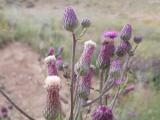 Cirsium arvense