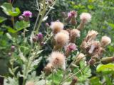 Cirsium arvense