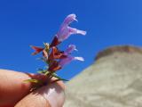 Salvia wiedemannii