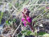 Teucrium chamaedrys