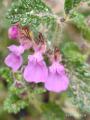 Teucrium chamaedrys