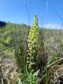 Reseda lutea