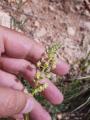 Reseda lutea