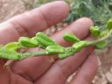 Reseda lutea