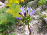 Campanula glomerata