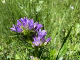 Campanula glomerata