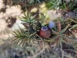 Juniperus macrocarpa