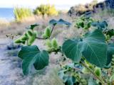 Xanthium strumarium