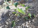 Xanthium strumarium
