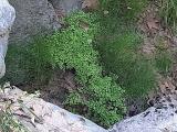 Adiantum capillus-veneris
