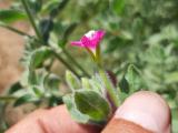 Epilobium hirsutum