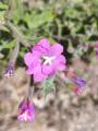 Epilobium hirsutum