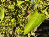 Cornus sanguinea