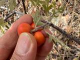 Crataegus orientalis