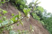 Atropa belladonna