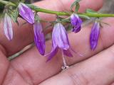 Campanula rapunculoides
