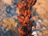 Digitalis ferruginea