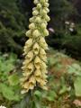 Digitalis ferruginea