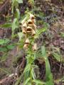 Digitalis ferruginea