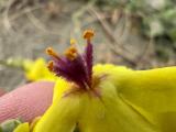 Verbascum sinuatum