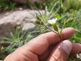 Silene latifolia