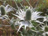 Eryngium giganteum