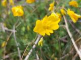 Hypecoum procumbens