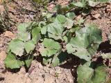 Tussilago farfara