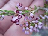 Erica manipuliflora