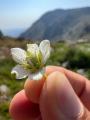 Parnassia palustris