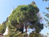 Pinus pinea