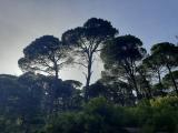 Pinus pinea