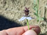 Nigella segetalis