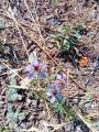 Nigella segetalis