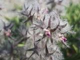 Stachys lavandulifolia