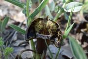 Aristolochia maurorum
