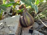 Aristolochia maurorum