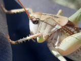Decticus verrucivorus