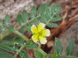 Tribulus terrestris
