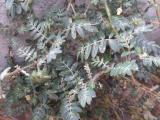 Tribulus terrestris