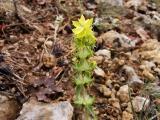 Sideritis montana